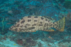 Epinephelus chlorostigma