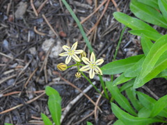 Triteleia ixioides anilina