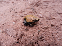 Dermatonotus muelleri