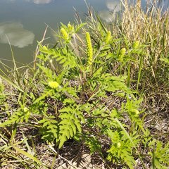 Ambrosia artemisiifolia