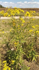 Jacobaea andrzejowskyi