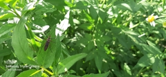 Zelus grassans