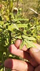 Jacobaea andrzejowskyi