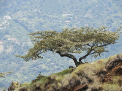 Byrsonima crassifolia