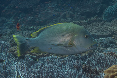 Lutjanus rivulatus