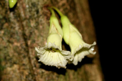 Amphitecna tuxtlensis