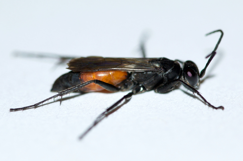 Anoplius semirufus
