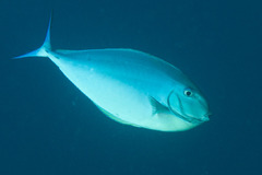 Sleek Unicornfish photo 5