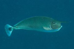 Naso brevirostris