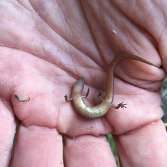 Eroticoscincus graciloides