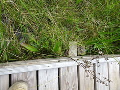 Arnoglossum plantagineum