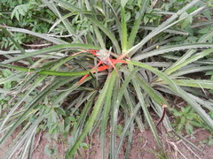 Bromelia serra