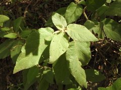 Solanum densevestitum