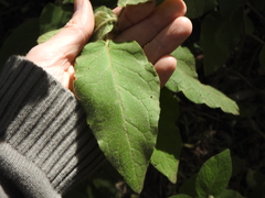 Solanum densevestitum