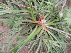 Bromelia serra