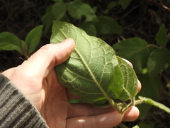 Solanum densevestitum
