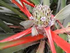 Bromelia serra