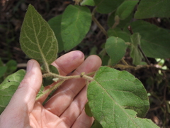 Solanum densevestitum