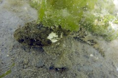 Myoxocephalus polyacanthocephalus