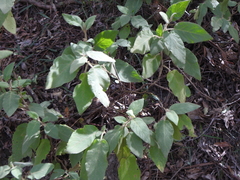 Solanum densevestitum