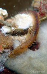 Phyllodocida