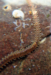 Phyllodocida