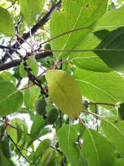 Actinidia kolomikta