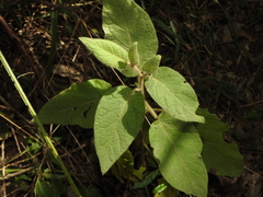 Solanum densevestitum