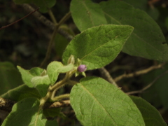 Solanum densevestitum
