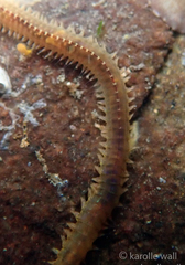 Phyllodocida