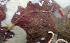 Phyllodocida