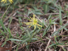 Neptunia gracilis