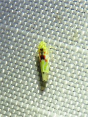 Erythroneura octonotata