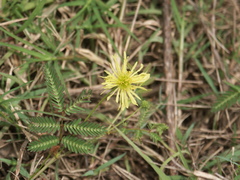 Neptunia gracilis