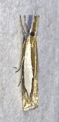 Crambus watsonellus