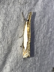 Crambus watsonellus