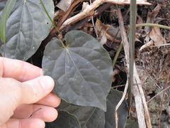 Piper hederaceum