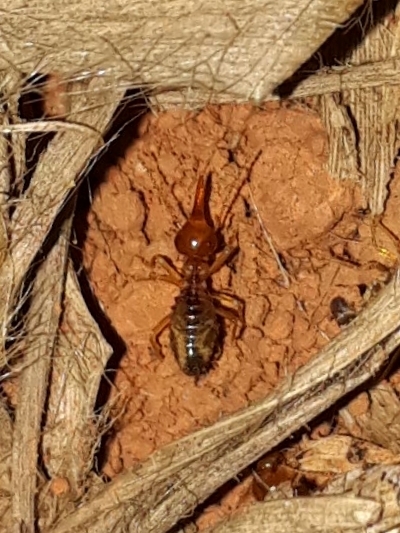 Rhynchotermes nasutissimus