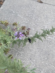 Xylocopa tabaniformis orpifex