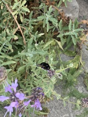 Xylocopa tabaniformis orpifex