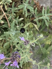 Xylocopa tabaniformis orpifex