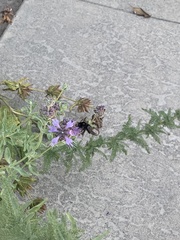Xylocopa tabaniformis orpifex