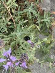 Xylocopa tabaniformis orpifex