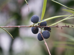 Notelaea ipsviciensis