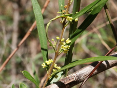 Notelaea linearis