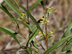 Notelaea linearis