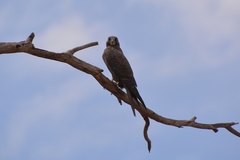 Falco subniger