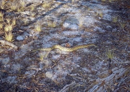 iNaturalist observation photo of Northern Pacific Rattlesnake