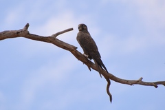 Falco subniger