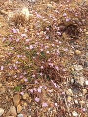 Limonium duriusculum